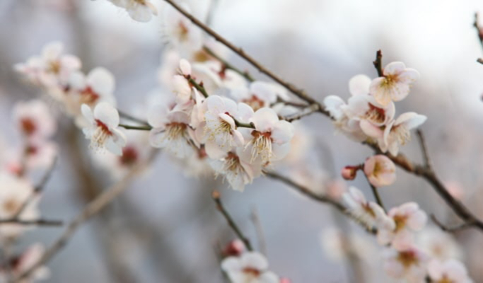 Spring Special: Gwangyang Plum Blossom (Maehwa) Festival & Jeonju Hanok Village 1 Day Tour - from Seoul (Mar 10~21)